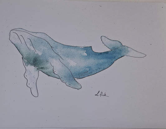Humpback whale varied colour watercolour print